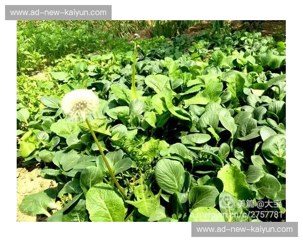 旷野余温与晨曦静谧：罗马尼vs阿尔巴，哪一种才是你灵魂的归宿？